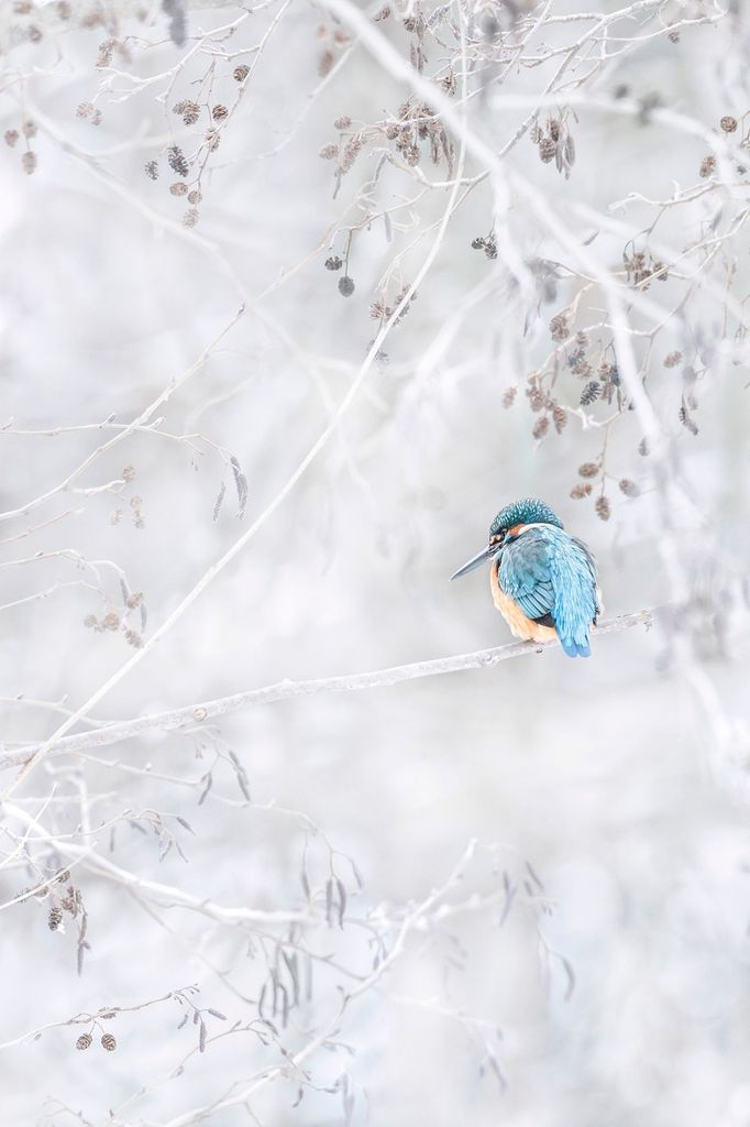 Czech Nature Photo 2019 - nominace