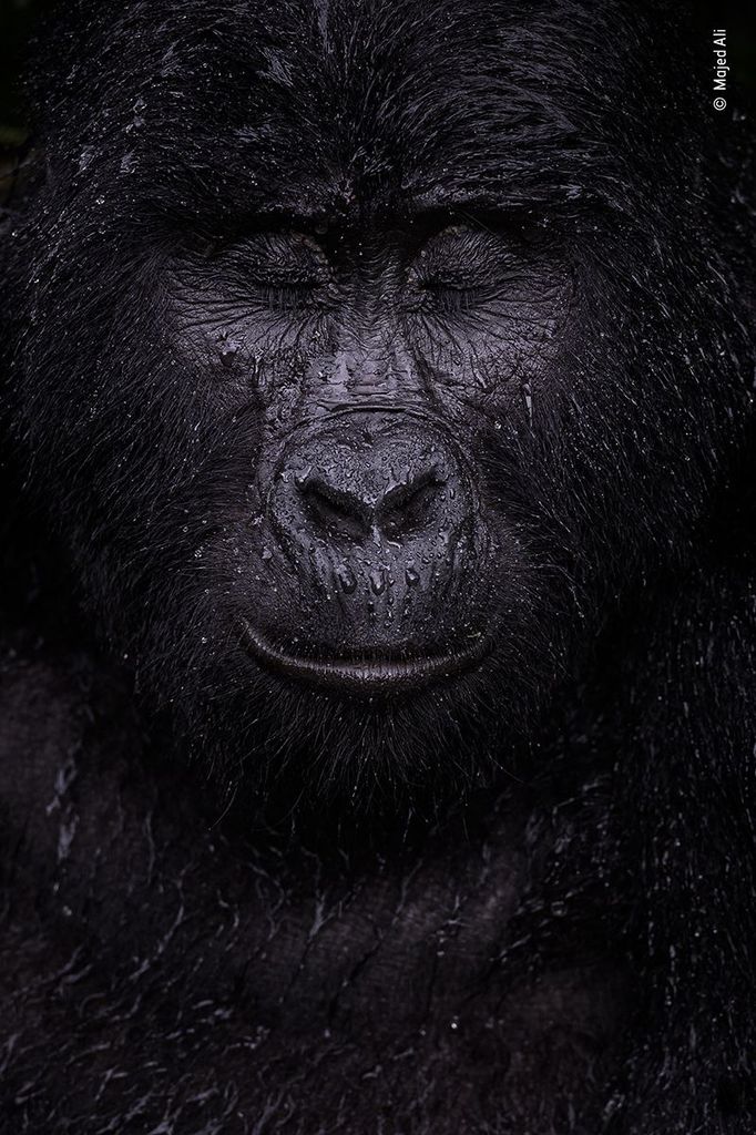 Vítězové soutěže Wildlife Photographer of the Year 2021