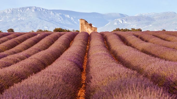 Levandulová pole v Provence