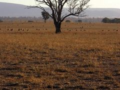 Sucho v Austrálii způsobuje také požáry a na sezónu neobvyklé teploty. Také farma nedaleko Cowry, západně od Sydney se potýká s nedostatkem vody.