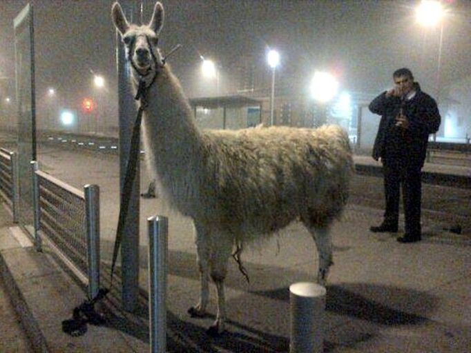 Lama "Serge" na tramvajové zastávce v Bordeaux.