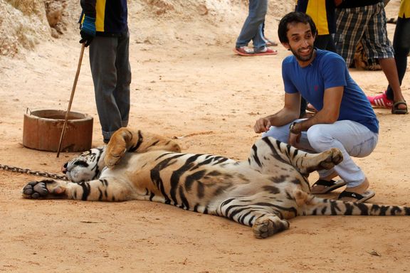 Turista pózuje vedle uspaného tygra.