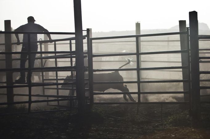 Israeli cowboys lead cattle into their pen on a ranch just outside Moshav Yonatan, a collective farming community, about 2 km (1 mile) south of the ceasefire line between Israel and Syria in the Golan Heights May 21, 2013. Cowboys, who have been running the ranch on the Golan's volcanic rocky plateau for some 35 years, also host the Israeli military, who use half of the cattle farm, 20,000 dunams (5,000 acres), as a live-fire training zone. Israel captured the Golan Heights from Syria in the 1967 Middle East war and annexed the territory in 1981, a move not recognized internationally. Picture taken May 21, 2013. REUTERS/Nir Elias (ENVIRONMENT ANIMALS SOCIETY) ATTENTION EDITORS: PICTURE 10 OF 27 FOR PACKAGE 'COWBOYS OF THE GOLAN HEIGHTS' SEARCH 'COWBOY GOLAN' FOR ALL IMAGES Published: Kvě. 29, 2013, 10:05 dop.