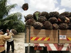Sběr suroviny na palmový olej