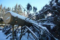 Mokrý těžký sníh lámal na Šumavě stromy