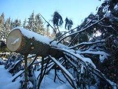 Uříznutý strom poškozený orkánem