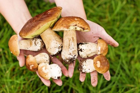 Kvíz: Poznáte jedlé houby od jedovatých? Vyzkoušejte se, než vyrazíte do lesa