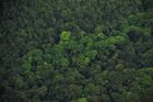 Deštný prales v horách severně od Port of Spain