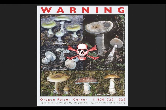 Výstražný plakát Oregon Poison Center zobrazující čtyři druhy smrtelně jedovatých hub Amanita s lebkou
