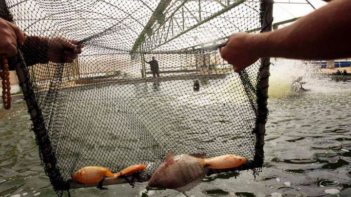 Rybáři EU se musí do poloviny roku 2026 vzdát čtvrtiny úlovku v britských vodách