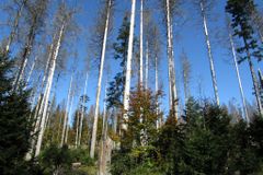 Lidé na Rýmařovsku nesmí do lesa, hrozí pád stromů