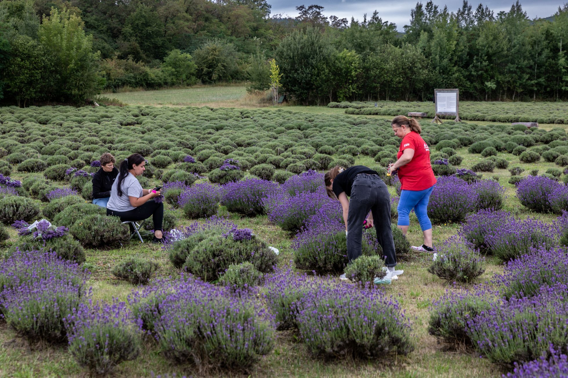 Levandulové údolí, údolí, levandule, Helena Neummanová, Chodouň
