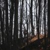 Střelba - základní škola - Connecticut