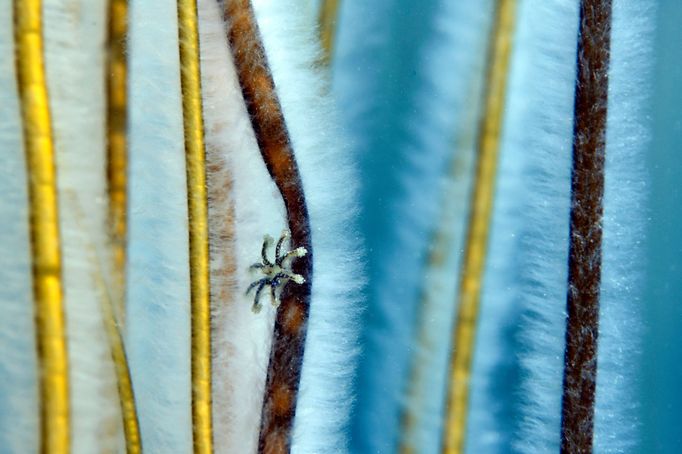 Vítězové soutěže Underwater Photographer of the Year 2021