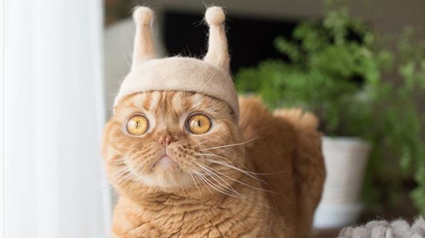 Kočičí chlupy mění v originální čepice. Japonský pár náramně baví Instagram