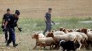 Tour de France 2018: Policisté zahání ovce v 16. etapě