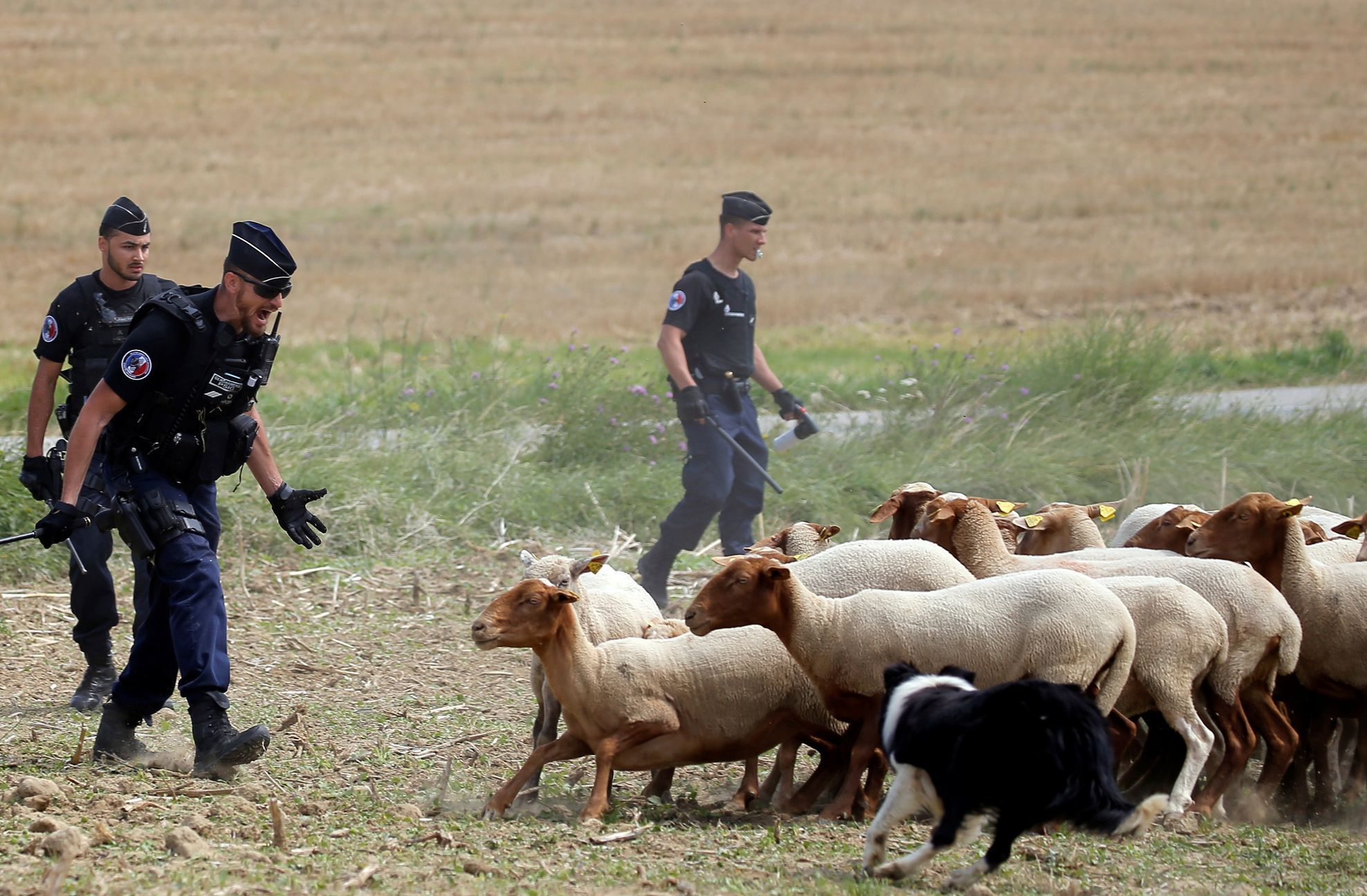 Tour de France 2018: Policisté zahání ovce v 16. etapě