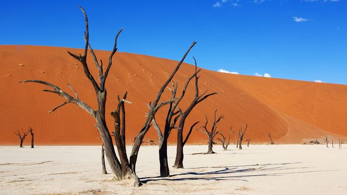 Žít v Divočině je pro hrdiny románu výsadou. Na ilustračním snímku jsou siluety mrtvých akácií v národním parku v africké Namibii.