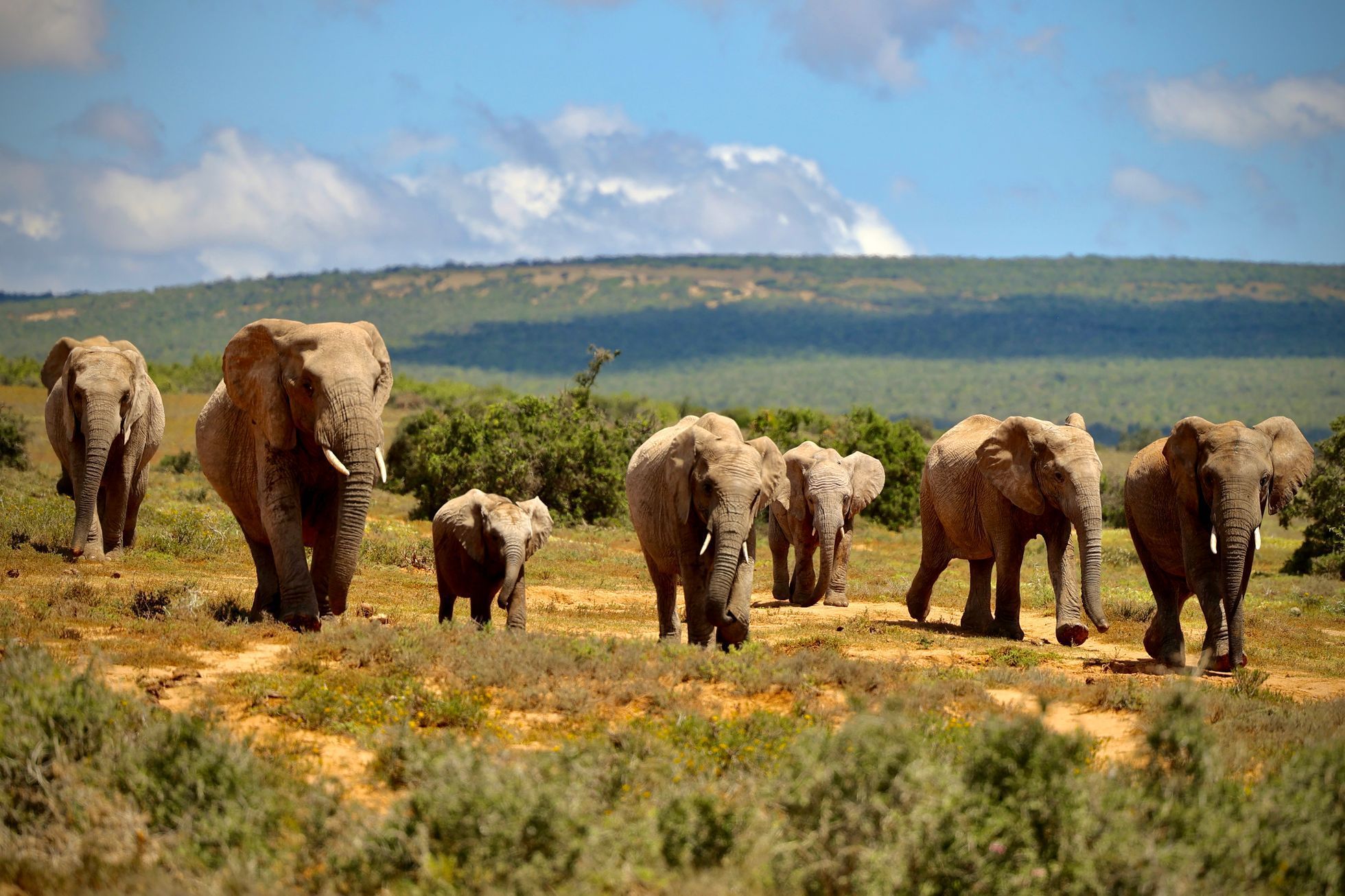 Fotky Tondy Růžka z Afriky