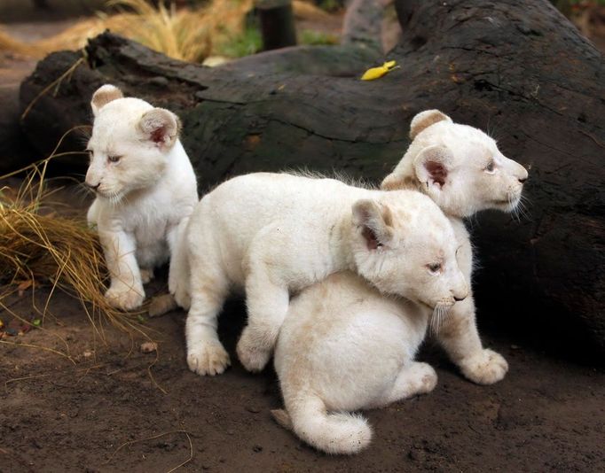 Tři měsíc stará mláďata bílého lva ve výběhu zoo v Buenos Aires.