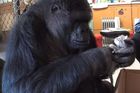 Nejslavnější gorila komunikující ve znakové řeči je neplodná. Od pečovatelů teď dostala koťata
