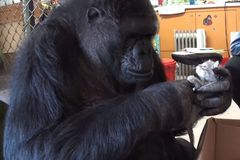 Nejslavnější gorila komunikující ve znakové řeči je neplodná. Od pečovatelů teď dostala koťata