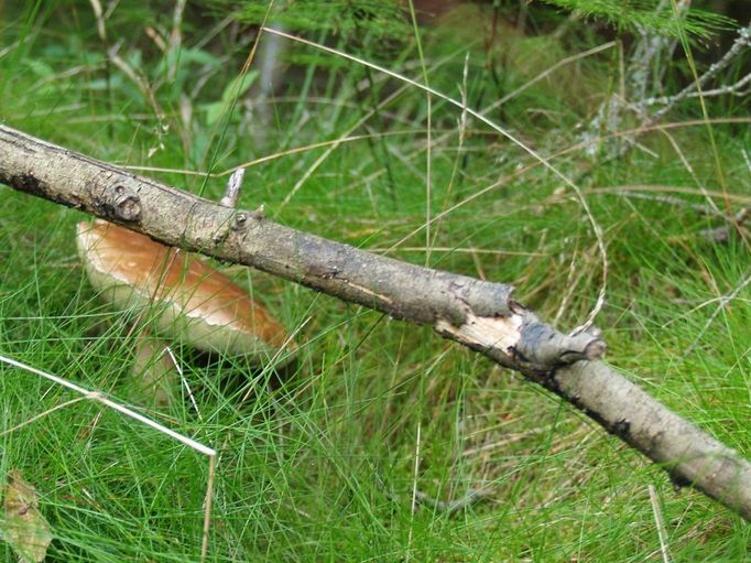 Mohlo by se zdát, že hříbek zlomil větev. Vyfoceno 26.7.2012, Rajchéřov, Staré Město pod Landštejnem. Lucie Gallo