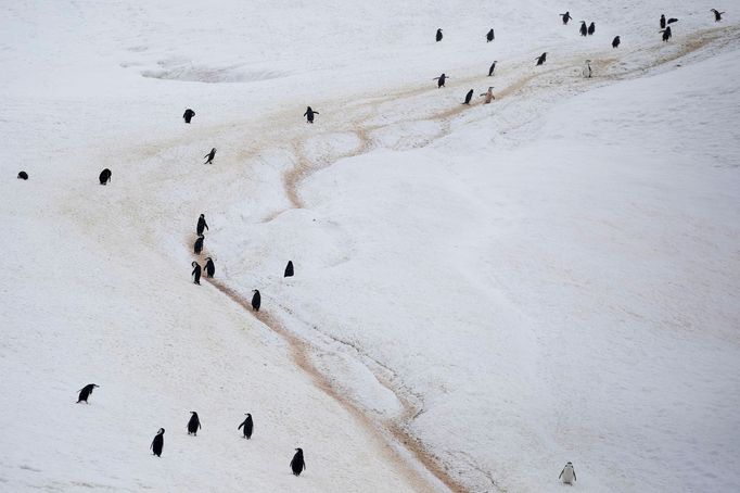 Podívejte se na nejkrásnější fotografie zvířat za rok 2020