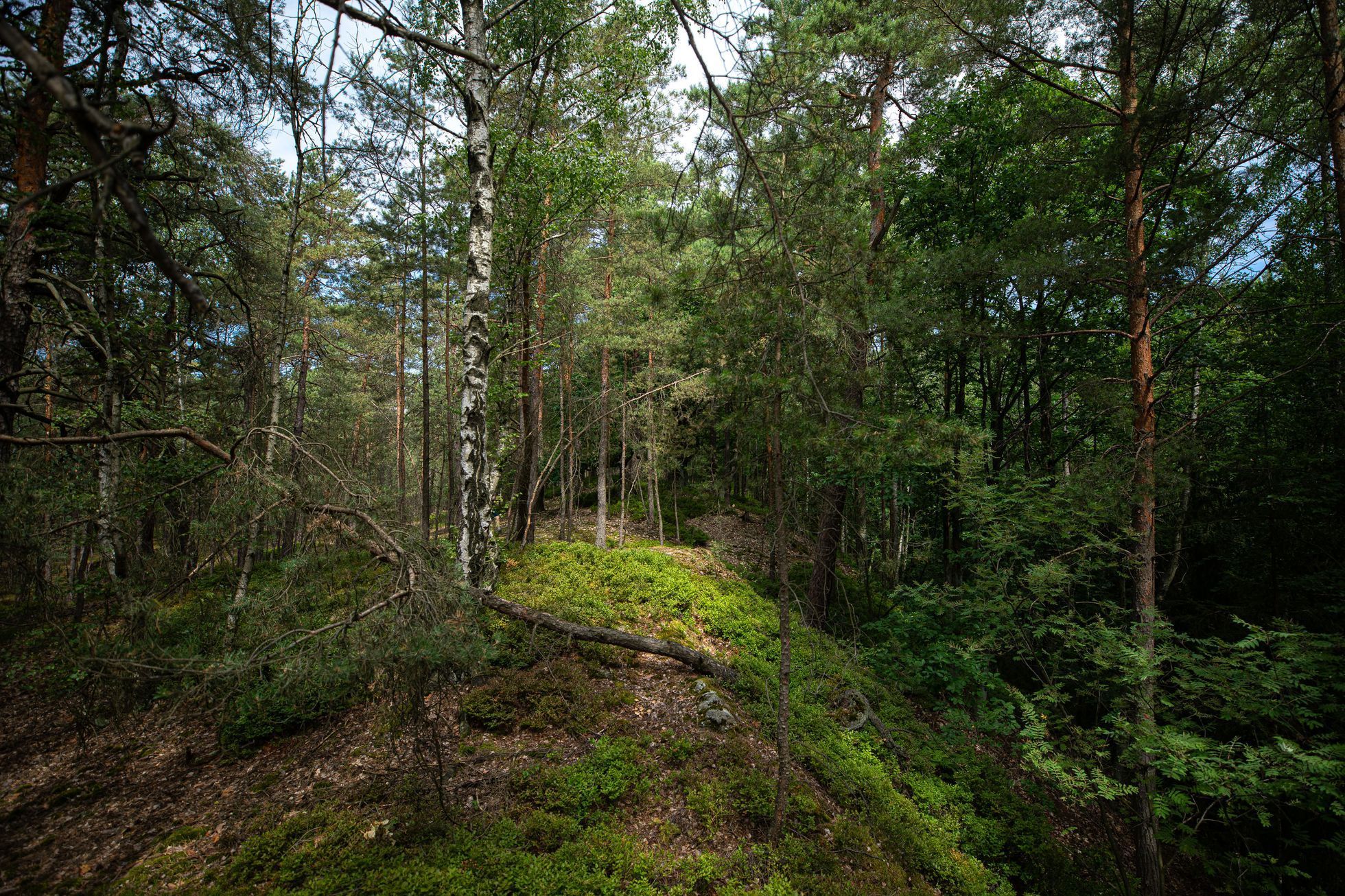 Kokořínsko, Rovenské skály, trampové, tramping, CHKO, příroda, les, planeta, strom, životní prostředí