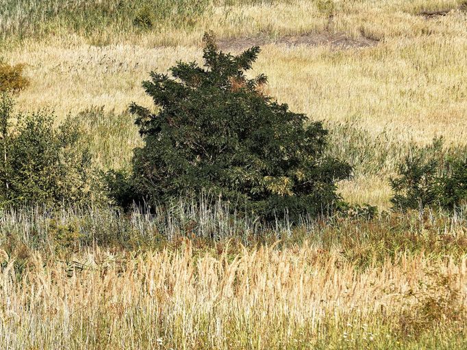 Jezero Most. Rekreační zóna, která vznikla na místě bývalého hnědouhelného dolu