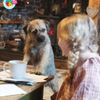 Comedy Pet Photo Awards 2021 - ukázky z dosud přihlášených fotografií