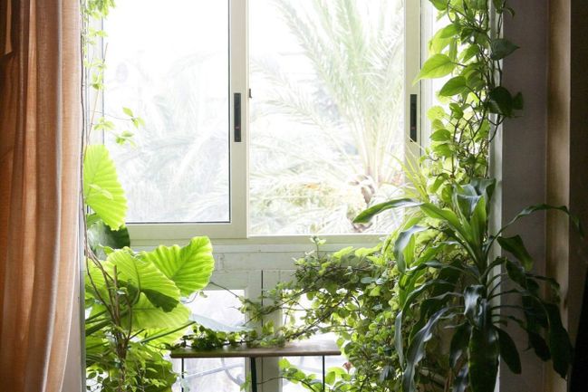 Vypěstovaná pokojová rostlina