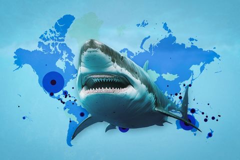 Útoky žraloků v datech: největší riziko hrozí v Itálii, terčem jsou surfaři i rybáři