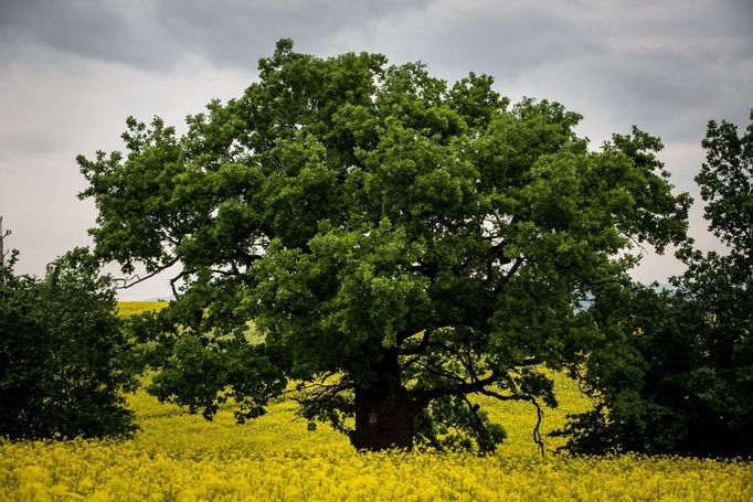 Bělolhotský baobab