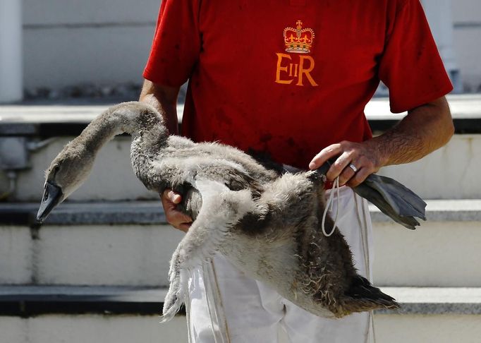 A cygnet is lifted for inspection by a Queen's Swan Upper during the annual Swan Upping ceremony on the River Thames between Shepperton and Windsor in southern England Ju