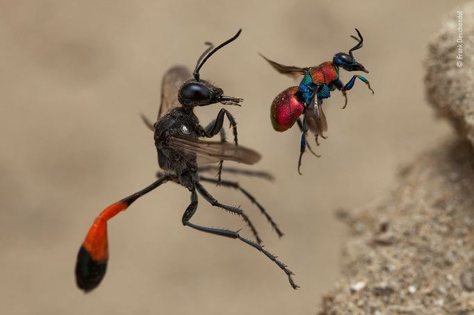 Vítězové soutěže Wildlife Photographer of the Year 2020