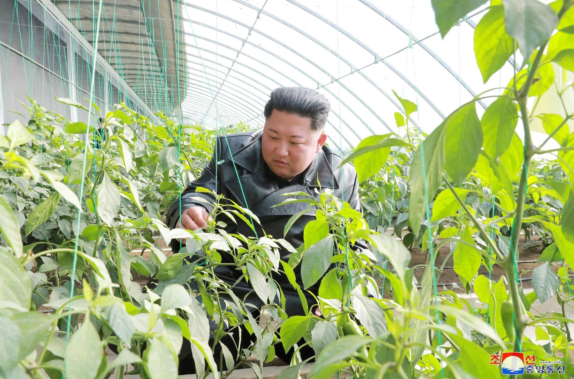kldr kim čong-un farma skleník