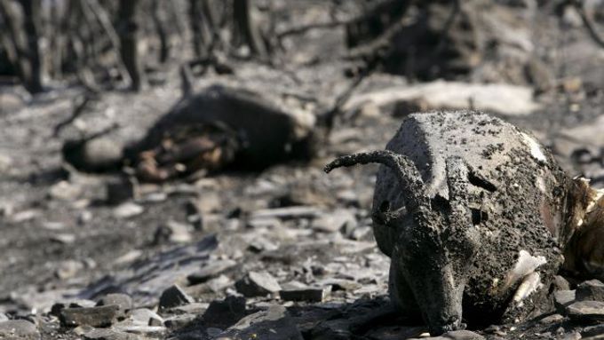 Těla koz leží na pozemcích, spálených v srpnu požáry.