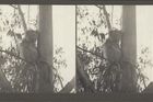 Snímek koaly v Austrálii, rok 1903.