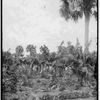 Banánová plantáž na Floridě