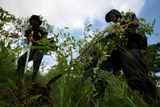 V Kolumbii je koka nelegální. Vláda se ji snaží zničit mechanicky i chemicky