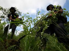 Ničení kokových plantáží v Kolumbii probíhá manuálně i chemickým postřikem