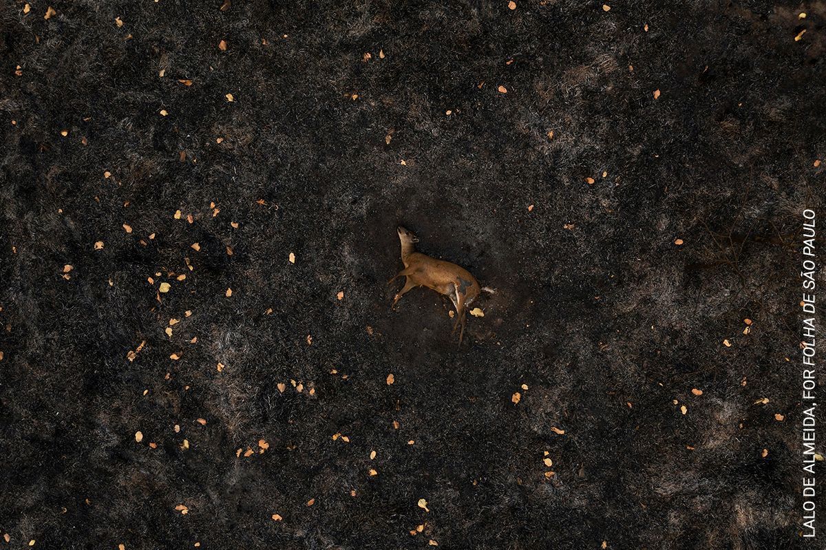 World Press Photo 2021: nejlepší fotkografie přírody a životního prostředí