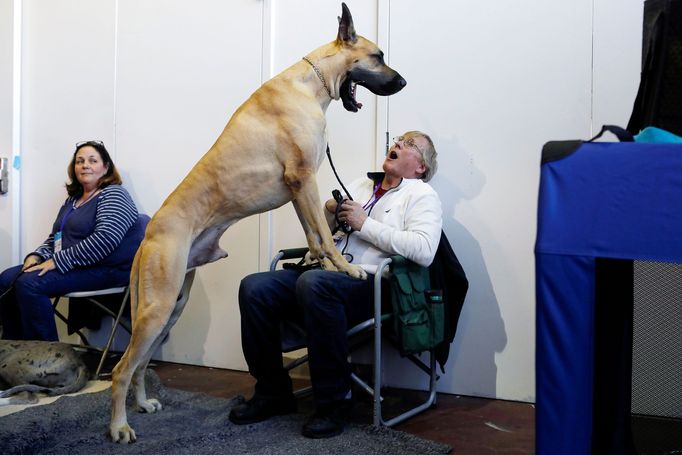 Fotografie z akce Westminster Kennel Club Dog Show, která se konala 11. 2. 2019 v New Yorku v USA.