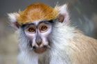 Na karibském ostrůvku o velikosti Brna žije více opic než lidí. Místní jsou zoufalí