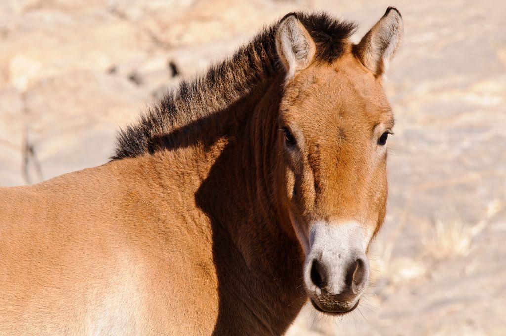 Koně Převalského v Mongolsku