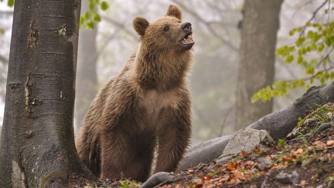 Fotografie medvěda od slovenského Zásahového týmu pro medvěda hnědého, ilustrační snímek