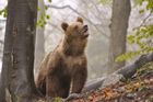 Tento snímek vyfotil Zásahový tým medvěda hnědého, organizace zaměřující se na prevenci střetu člověka a této šelmy.