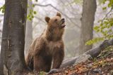 Tento snímek vyfotil Zásahový tým medvěda hnědého, organizace zaměřující se na prevenci střetu člověka a této šelmy.