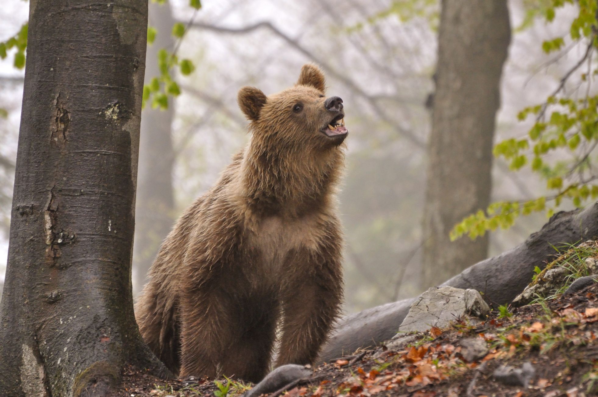 slovensko medvědi zásahový tým
